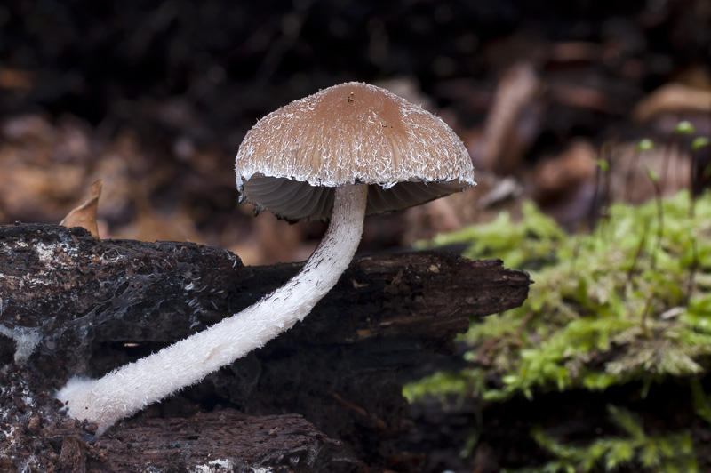 Psathyrella fibrillosa